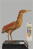 藏品(栗小鷺)的圖片